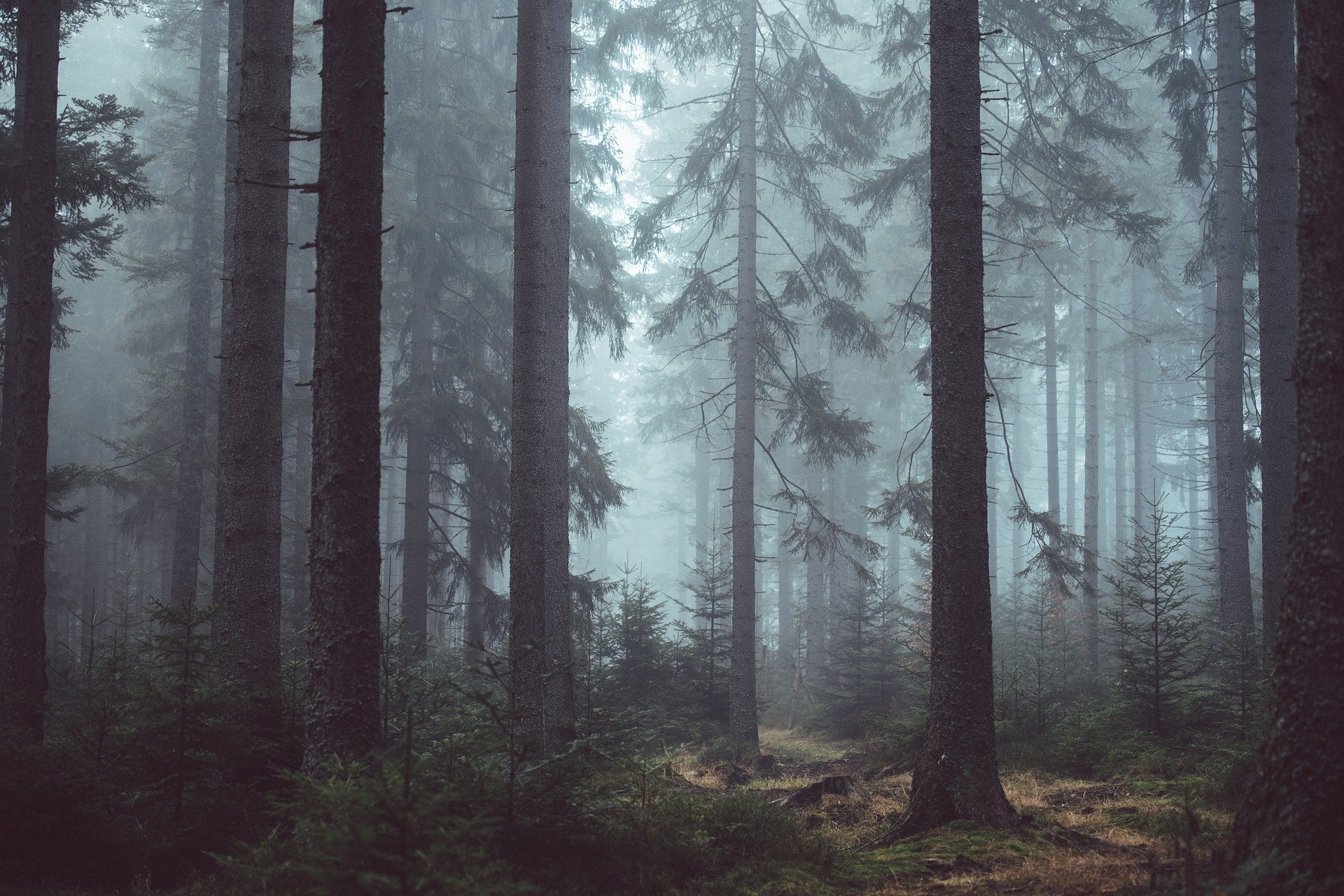 image from DarkForest