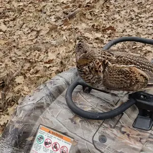 A grouse sitting on a four-wheeler