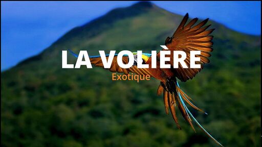 screenshot of La Volière Exotique - http://f6nv3bm3foxcx6ogkhu7niyjw2tadct4w3w73fiaesw34d2ffp6wagyd.onion